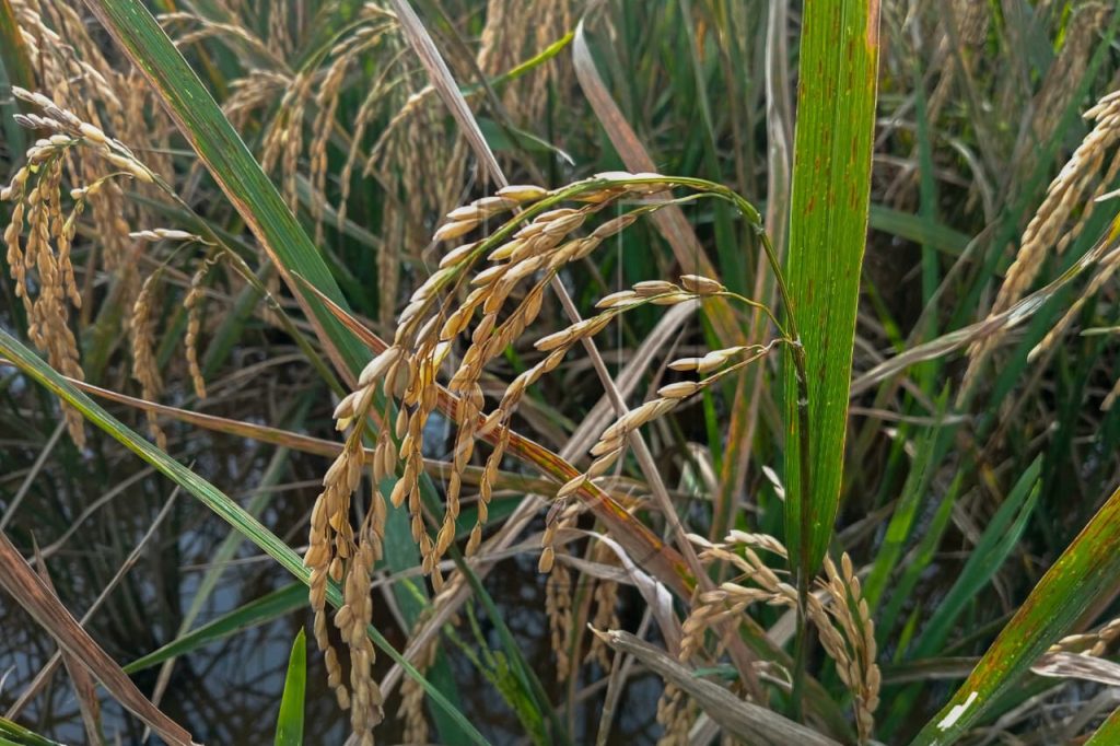 Ukhuwahfoto/Shabir Al Fikri